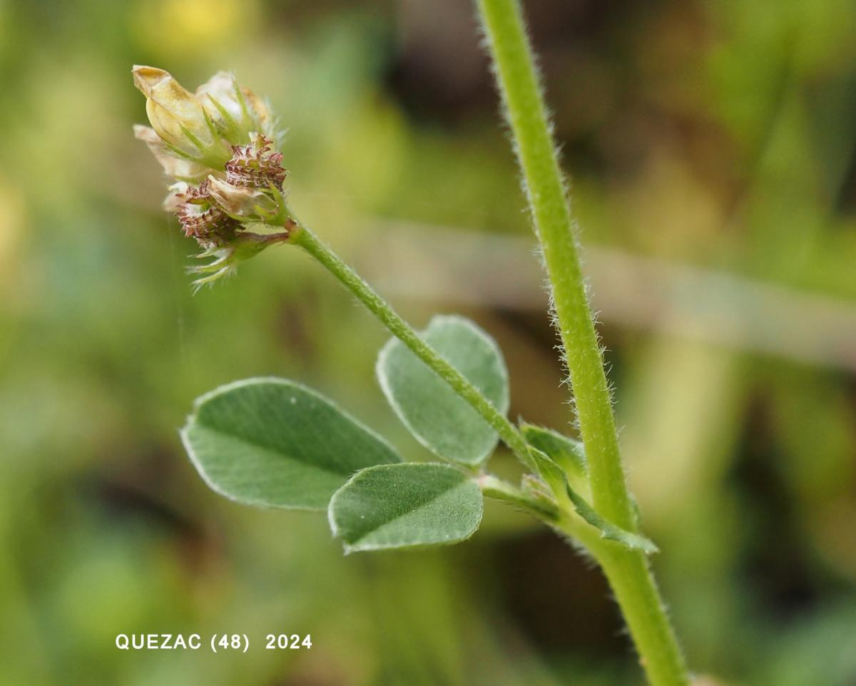 Medick, Small leaf